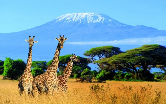 Ecotourism hotspots in Tanzania include wildlife safari National parks and Kilimanjaro trails Lemosho Ecotourism hotspots in Tanzania include wildlife safari National parks and Kilimanjaro trails Lemosho